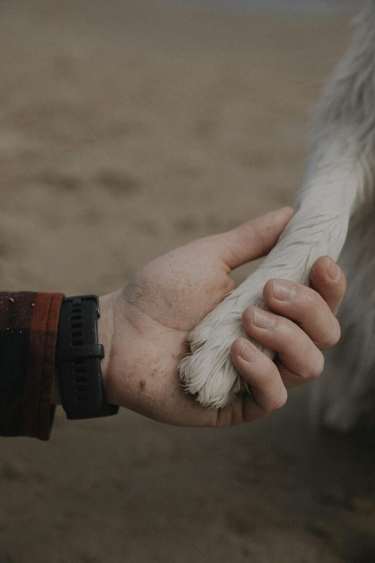 Man Holding Dog Paw