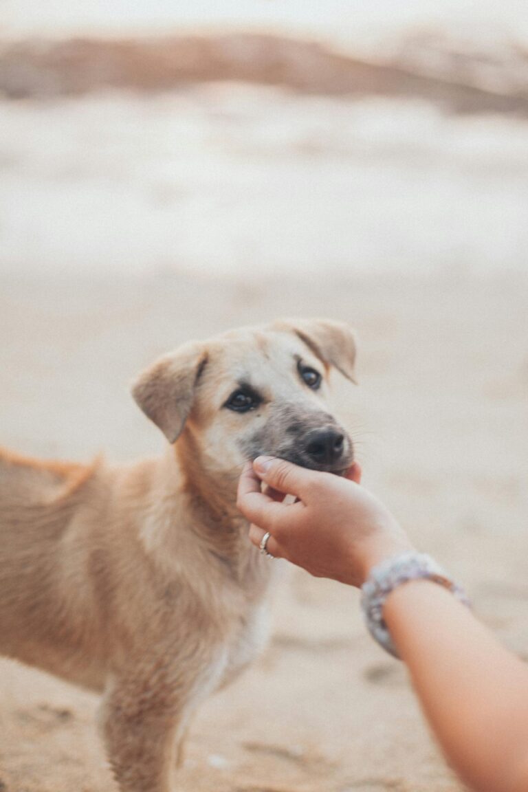 Person Touching a Brown Short Coated Dog